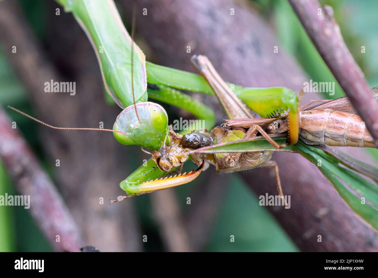 Creature Feature Praying Mantis Is Perfectly Designed For Hunting Prey