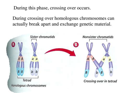 Crossing Over Occurs During Which Of The Following Phases Crossing