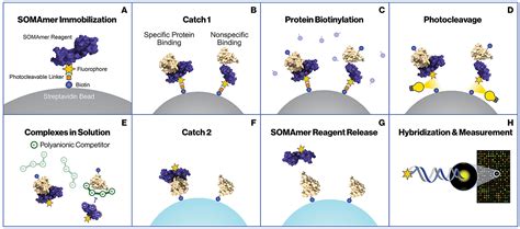 Crossing The Halfway Point Aptamer Based Highly Multiplexed Assay For The Assessment Of The Proteome Journal Of Proteome Research