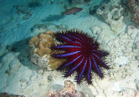 Crown Of Thorns Starfish Sources Cots Kslof Living Oceans Foundation Crown Of Thorns Starfish Sources Cots Kslof Living Oceans Foundation