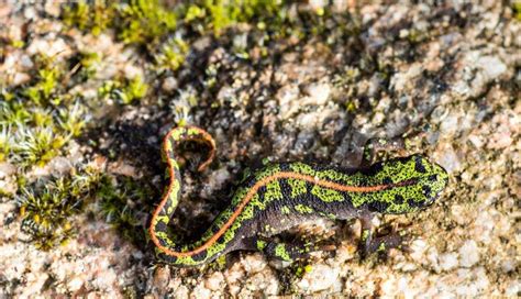 Curiosidades De Los Tritones El Anfibio Que Viaj Al Esp Curiosidades De Los Tritones El Anfibio Que Viaj Al Esp