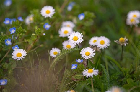 Daisies Flower Information In English Best Flower Site