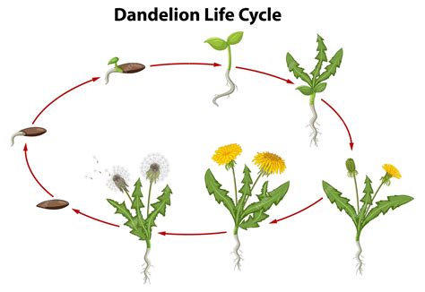 Dandelion Life Cycle Stages