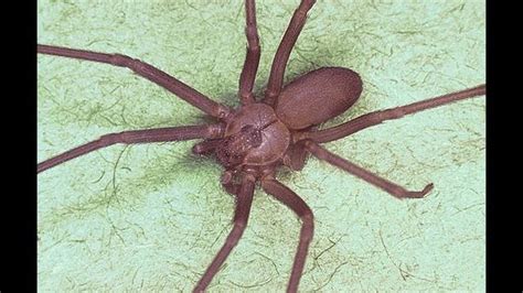 Dangerous Brown Recluse Spiders Found In Michigan Garage Fox 2 Detroit