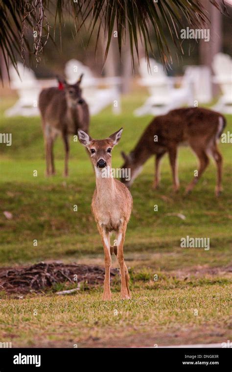 Deer Gather Along The Ocean Creek Golf Course On Fripp Island Sc Stock Deer Gather Along The Ocean Creek Golf Course On Fripp Island Sc Stock