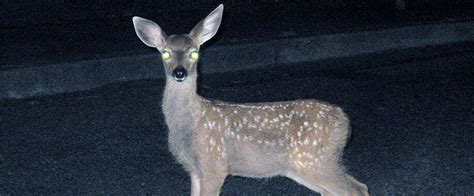 Deer in the Headlights: How to Recognize and Overcome Immobilizing Anxiety