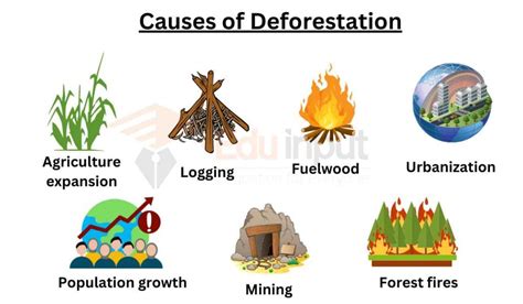 Deforestation Causes Effect Prevention