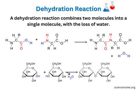 Dehydration Synthesis Definition Reaction Examples Hy Vrogue Co
