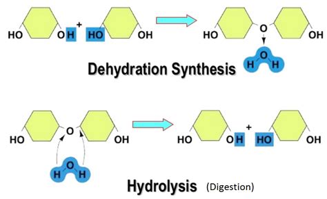 Dehydration Synthesis Hydrolysis Making And Breaking Biomolecules