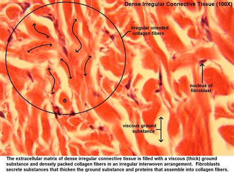 Dense Irregular Connective Tissue Explained