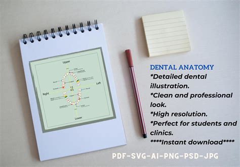 Dental Charting Guide Teeth Parts Guide Charting Dental Student Dental Charting Guide Teeth Parts Guide Charting Dental Student