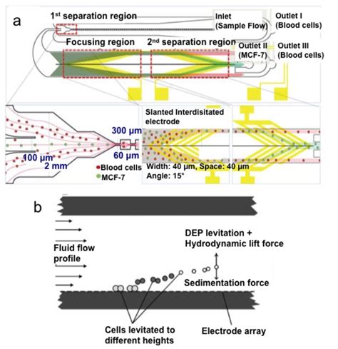 From Silence To Signal: Dep Separation T Cell And The Immune Tale