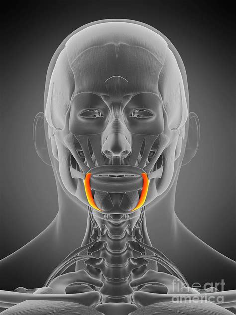 Depressor Anguli Oris Muscle Photograph By Sebastian Kaulitzki Science