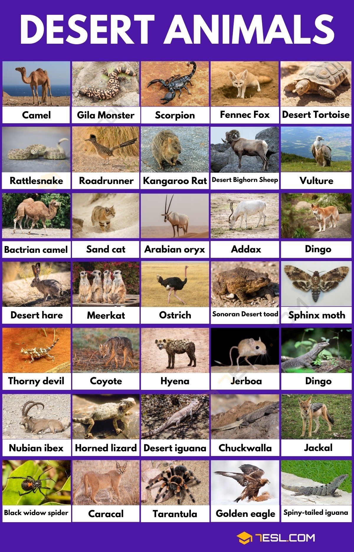 Desert Animals 51 Common Animals That Live In The Desert 7Esl