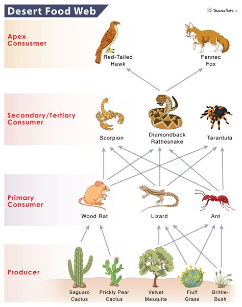 5 Desert Food Web Tips