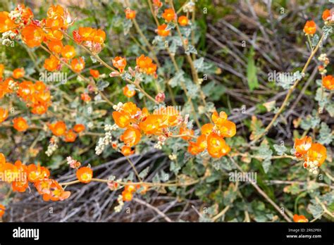 Desert Globemallow Sphaeralcea Ambigua Blooms Near Black Canyon City