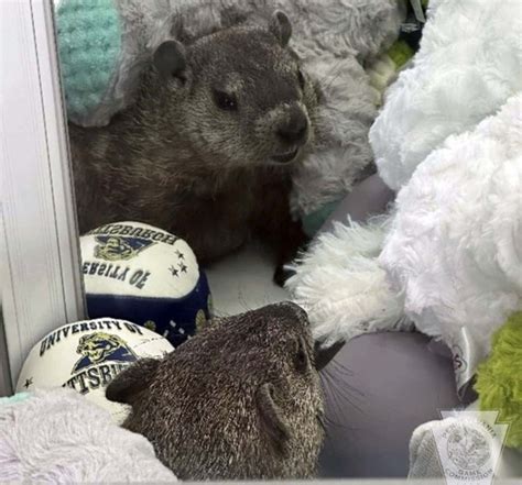 Discover the Latest Detroit News Puzzles and Brain Teasers