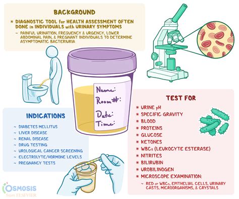 Diagram Diagram Of Urinalysis Mydiagram Online