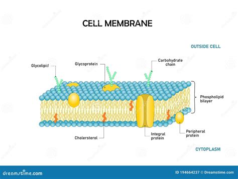 Diagram Of Cell Membrane Phospholipid Bilayers Structure Stock Vector