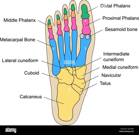 Diagram Of Foot Anatomy