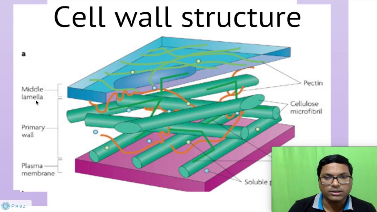 Diagram Printable Cell Wall Diagram Mydiagram Online Diagram Printable Cell Wall Diagram Mydiagram Online