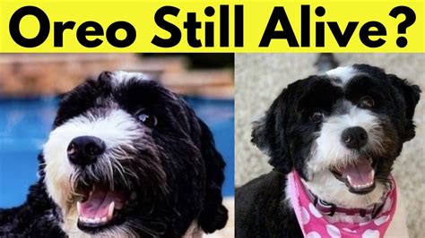 Did Oreo From Fgteev Die Truth Behind The Viral Rumor Did Oreo From Fgteev Die Truth Behind The Viral Rumor