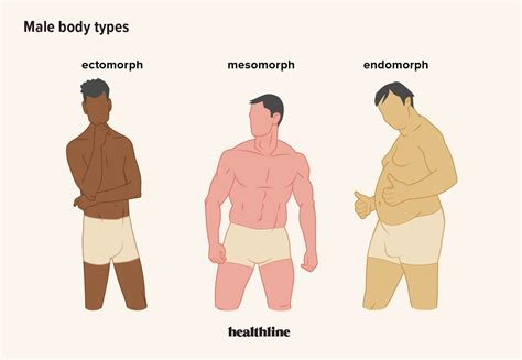 Different Types Of Body Types Male Free Math Worksheet Printable
