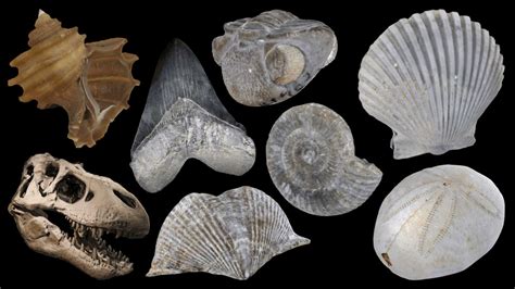5 Types Fossils