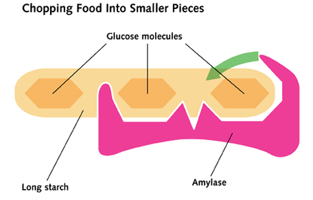 Digestion And Absorption The A Level Biologist Your Hub