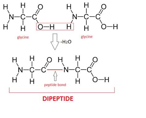 Dipeptide Dehydration Synthesis