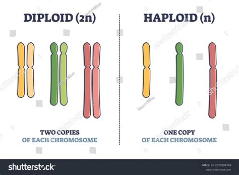 Diploid vs Haploid Cells Explained