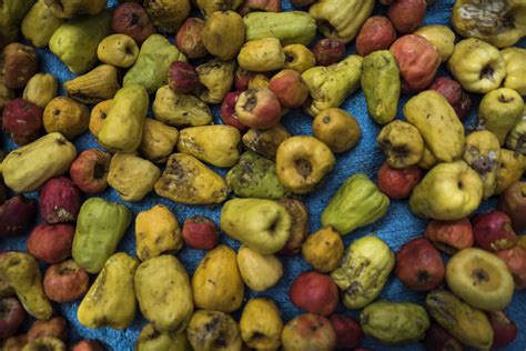 Discover The Fascinating Cashew Apple Trees For The Future