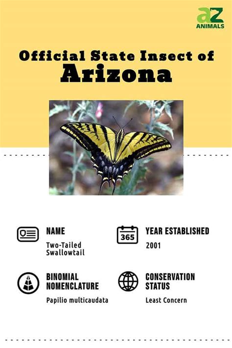 Discover The Official Arizona State Insect A Z Animals