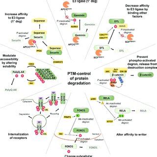 Diverse Molecular Mechanisms Of Ptm Control Of Protein Degradation