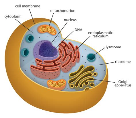 5 Organelles With DNA