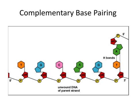 Dna Replication Complementary Base Pairing
