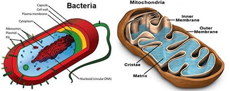 Bacteria Have Mitochondria