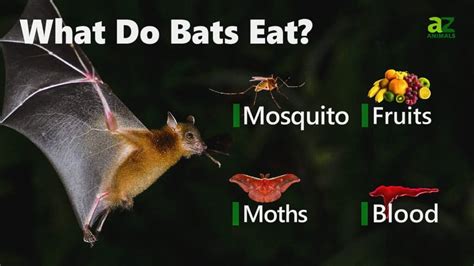 5 Facts About Bats Eating Eggplant