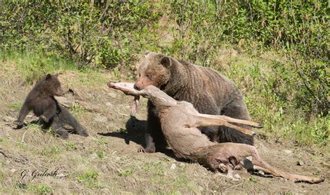 5 Ways Bears Eat Deer