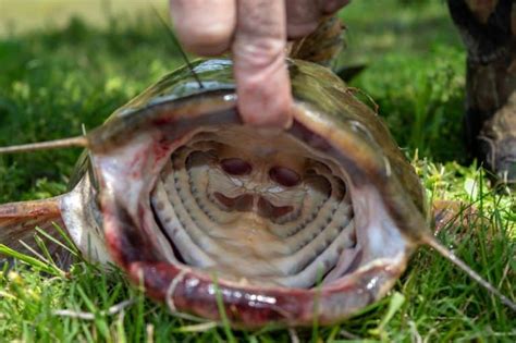 5 Facts About Catfish Teeth