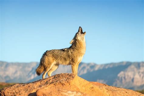 5 Ways Coyotes Howl