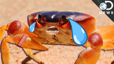 Do Crabs Feel Pain When Boiled Alive Shorts Animals Crab Youtube