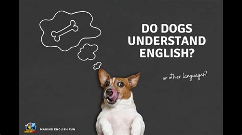 Do Dogs Understand English It Is A Common Belief That Dogs Understand Our Language But The Reality Is A Little Different Dogs Are Not Born Understanding English Or Any Human