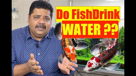 Do Fish Drink Water Kanopy