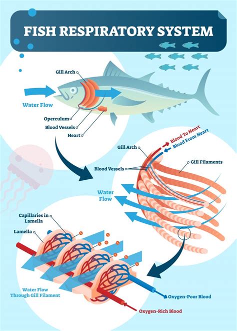 Do Fish Have Lungs With Helpful Infographics The Pets And Love