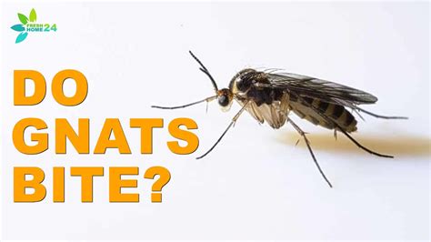 Do Gnats Bite