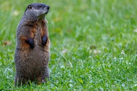 Do Groundhogs Hibernate Complete Guide