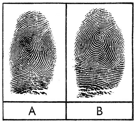 Do Identical Twins Have Different Fingerprints Gpaumier Do Identical Twins Have Different Fingerprints Gpaumier