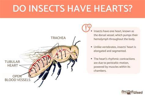 Do Insects Have Hearts Exploring Their Circulatory System