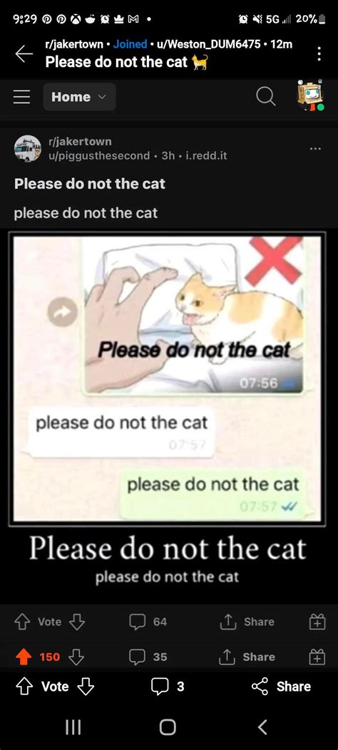 Do Not the Cat: Tips for Safe and Happy Cat Management